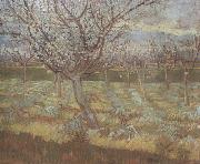 Vincent Van Gogh Apricot Trees in Blossom (nn04) oil painting picture wholesale